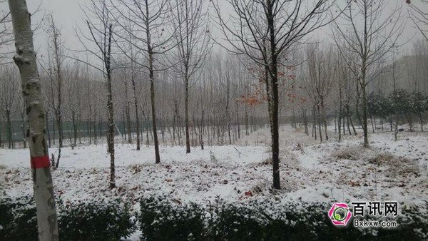 2015年郑州市首场降雪 河南医专校区雪景银装