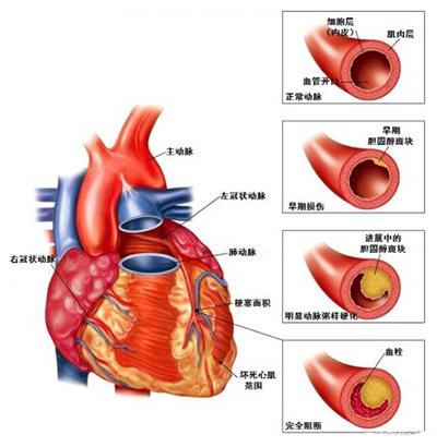 心血管系统详解,给你一个不知道的心脏!