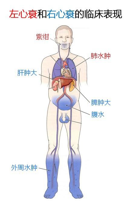 心血管系统详解,给你一个不知道的心脏!