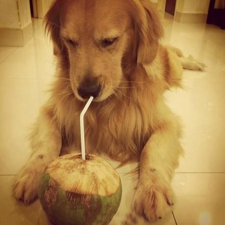 如果你也有一条金毛,请一定要好好的对待他哦!