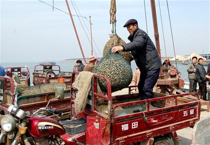 青岛几月份吃海鲜最好_9月1号开海,青岛老渔民教你怎么挑海鲜、吃海鲜！(2)