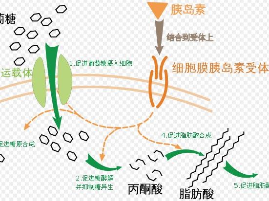 pnas:仅在血糖升高时起效的"智能胰岛素"