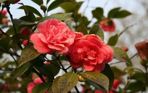 春天四川21市州的花花地图