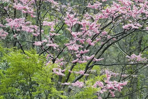 春天四川21市州的"花花"地图