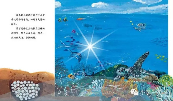 亲子绘本系列之:小海龟的勇敢旅程(上)