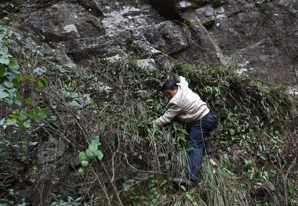 深山采药,曾从绝壁跳到竹丛逃生