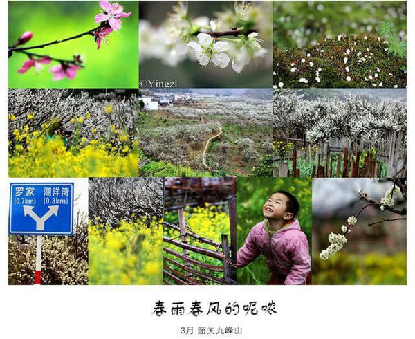 韶关九峰山花海 春雨春风的呢哝