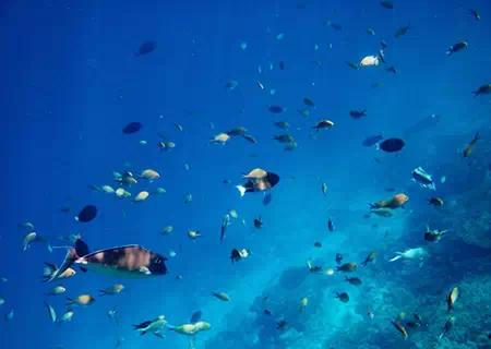 马尔代夫哪个岛适合浮潜,马尔代夫浮潜排名