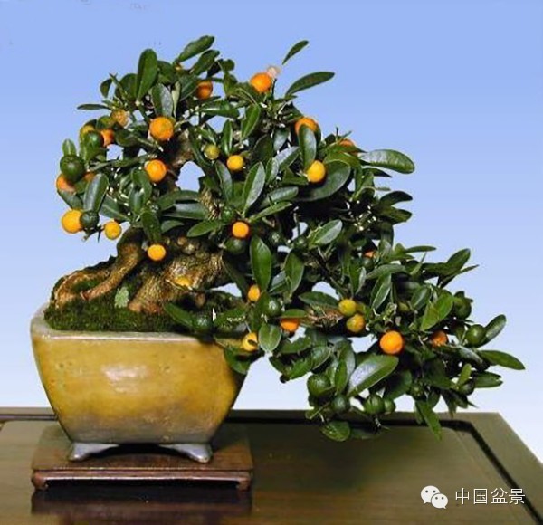 辰  ˮ ֲ 600_580