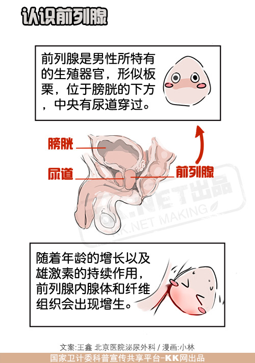 【图文解说】中老年男性应警惕前列腺增生-认识前列腺