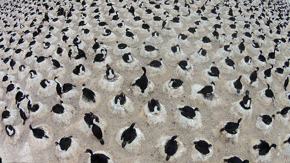 阿根廷海滩成千上万只鸬鹚集体筑巢产卵(高清