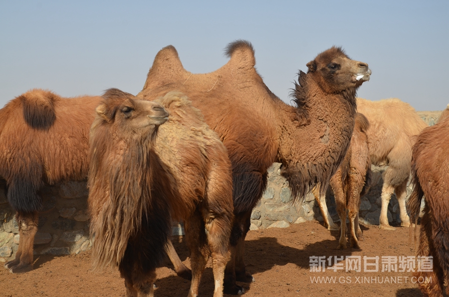 甘肃阿克塞县野生动物保护管理站,甘肃省安南坝国家级野骆驼自然保护