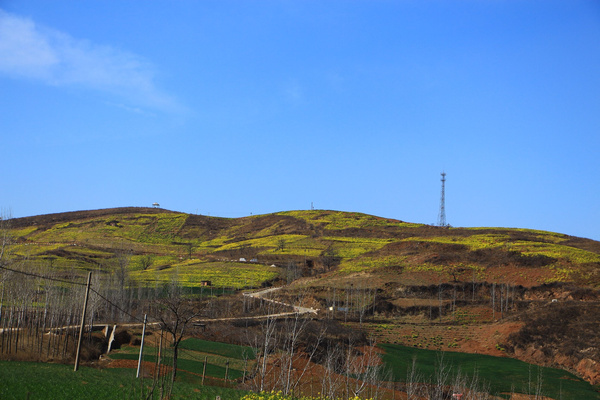 嵩县大坪乡:油菜花开满山岗