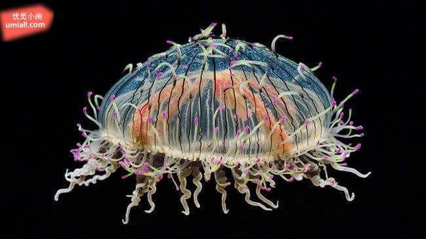 15种奇特的海洋生物，看看你不知道的世界