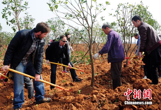 3月12日是中国植树节,来自美国,德国,英国,法国等24个国家的100余名