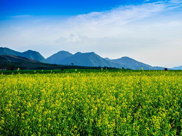 【吉林】记集安的那片油菜花海