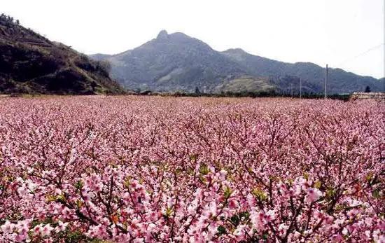 富阳新登镇半山村最佳赏花时间:3月中旬-4月中旬
