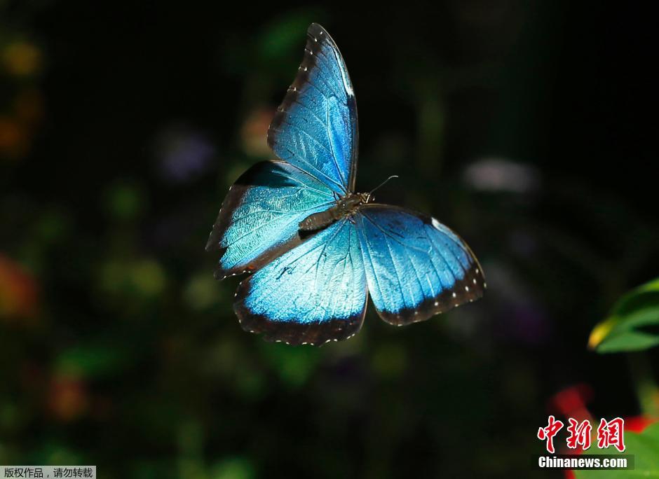 来自世界各地的30多个种类,百余只蝴蝶聚集于此,带给游人美的享受