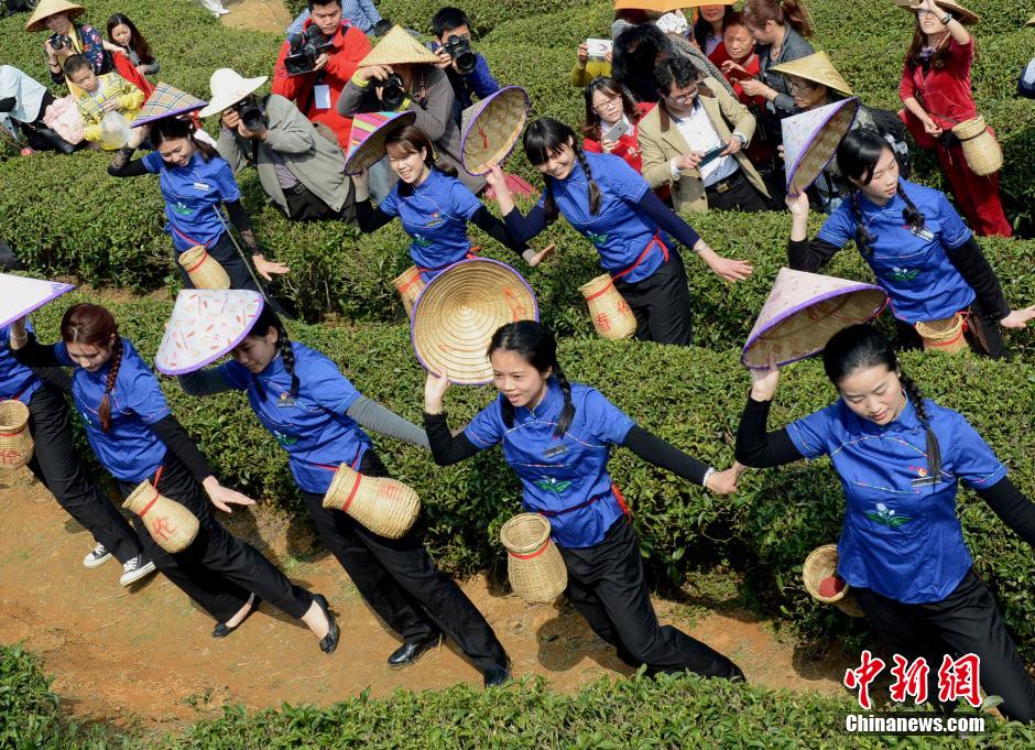 采茶姑娘茶园跳起采茶舞.刘可耕 摄