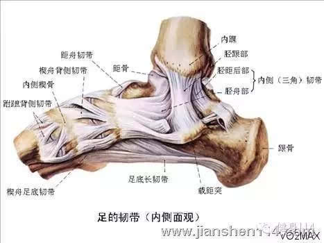 右跟骨,右腓骨远端,右足舟骨挫伤,多久能活动