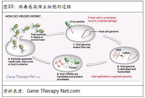 观察--基因治疗:美国生物技术投资的风口-光大