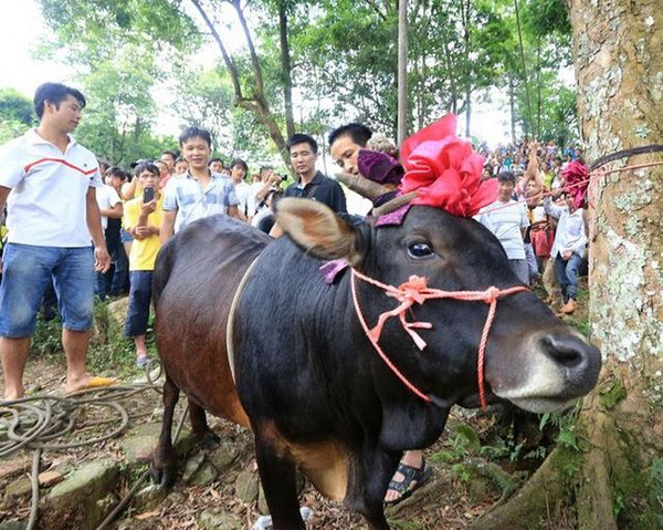 广西侗族传统"牵牛上树"仪式 吊死活牛祈福