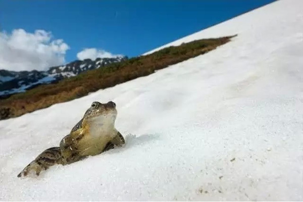 长白山下第一湖之营养之雪蛤的诱惑