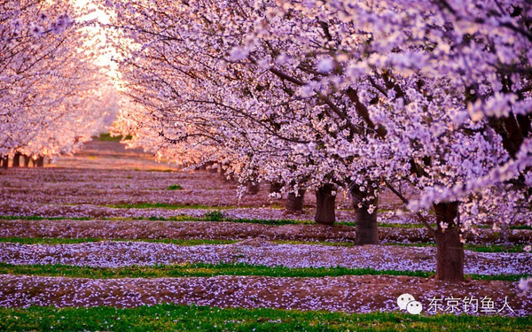 日本樱花季将至:提醒消费者购物的五大陷阱