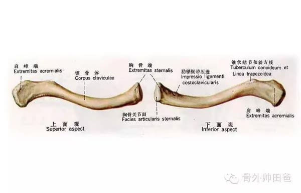 锁骨是人体上肢与躯干的唯一骨性连接,呈"s"型.