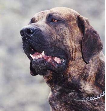 世界最厉害的狗 3分钟能咬死一头德国黑背
