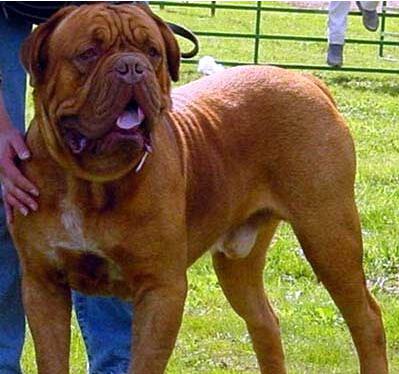 世界最厉害的狗 3分钟能咬死一头德国黑背