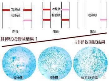 你知道备孕期如何正确的推算你的排卵期吗?