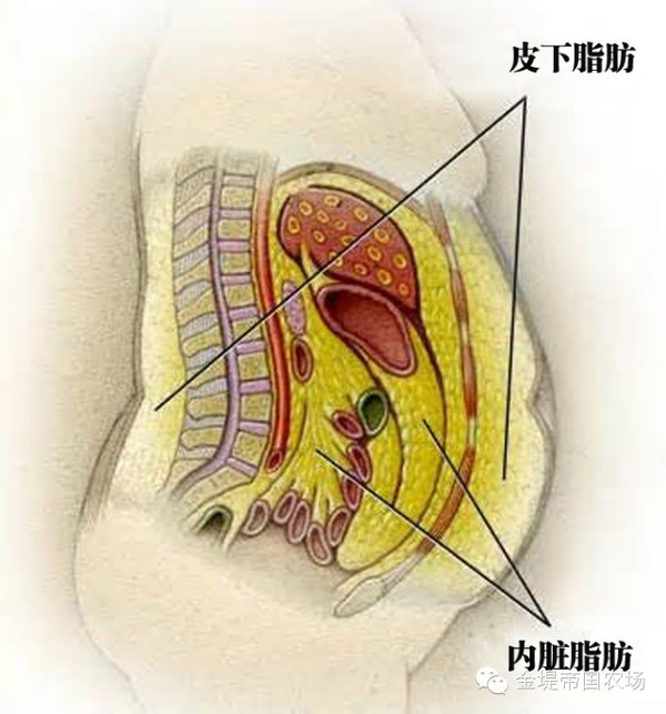 内脏脂肪=隐形杀手,内脏也需减减肥!