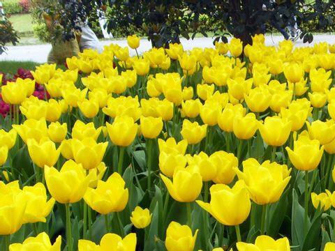 上海鲜花港地址_上海鲜花港3月21日起开园多种花卉任君赏(3)
