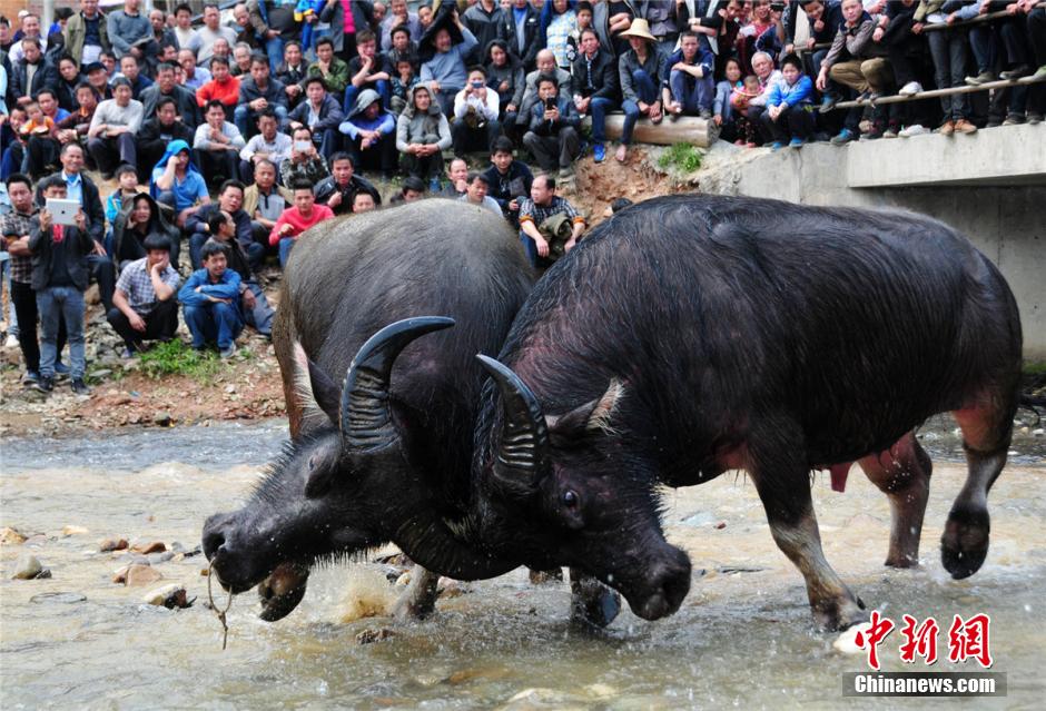 广西三江侗寨斗牛祈丰年(组图)
