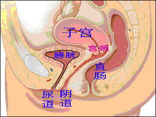 癌症知多少(43)宫颈是子宫的门卫