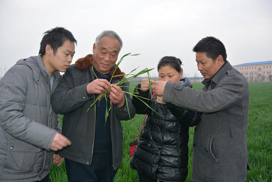 安徽淮北:做好冬小麦拔节期气象服务