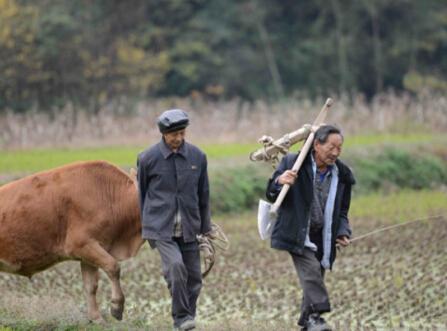 开裂的农村文化:白叟因曾孙取名未按辈份吊颈自杀
