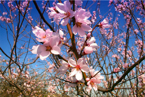 2015顺平桃花节地点:2014顺平桃花节主会场:尧帝故里——伊祁山景区