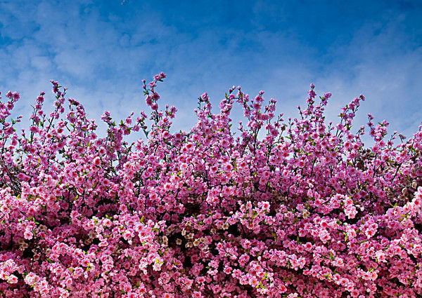 2015南汇桃花节时间_2015上海南汇桃花节门票