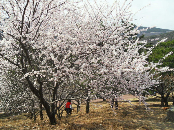 3月底-5月初   2015北京植物园桃花节地点:海淀区香山卧佛寺路(北京