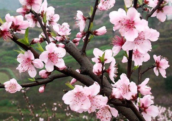 2015常州圩墩公园桃花节