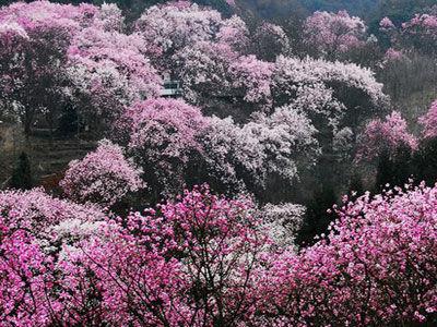 2015北川药王谷辛夷花节花