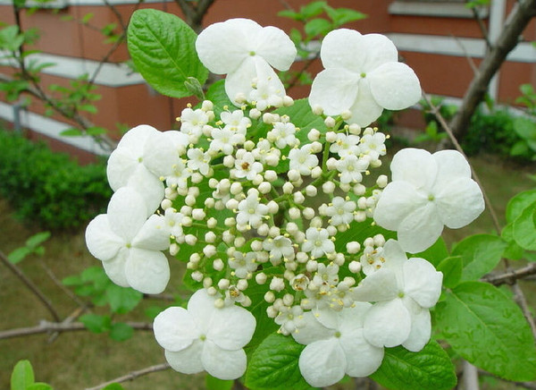 2015扬州琼花节