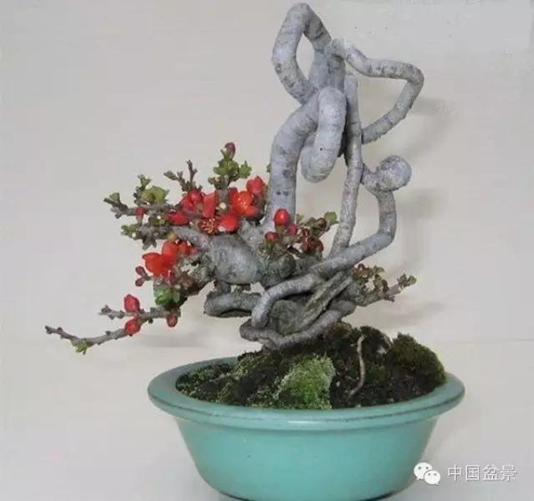 小品盆景创意传神走天下