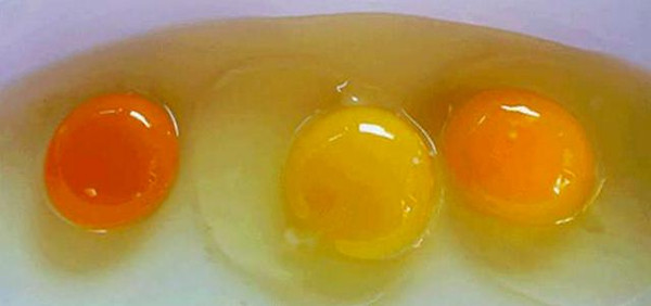 怎么看鸡蛋黄是真的