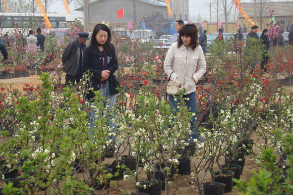 2015临沂海棠节门票:免费 沂州海棠种植面积1