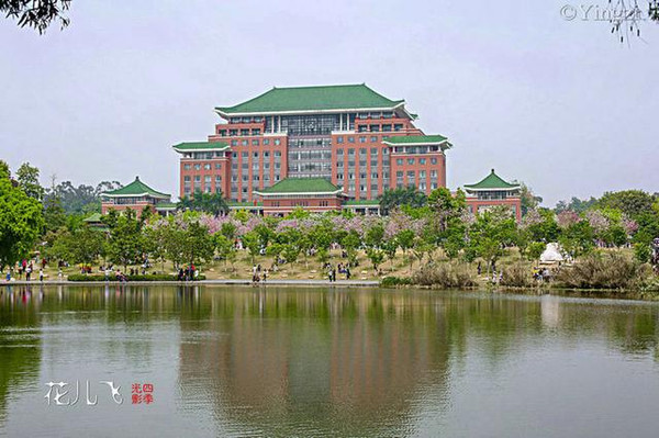 广州华农 春光灿烂 粉霞漫天
