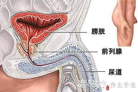 男性怎样保护前列腺?保护前列腺的新食谱