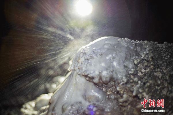 探秘地下溶洞的奇特生态 巨型蝌蚪体长12厘米